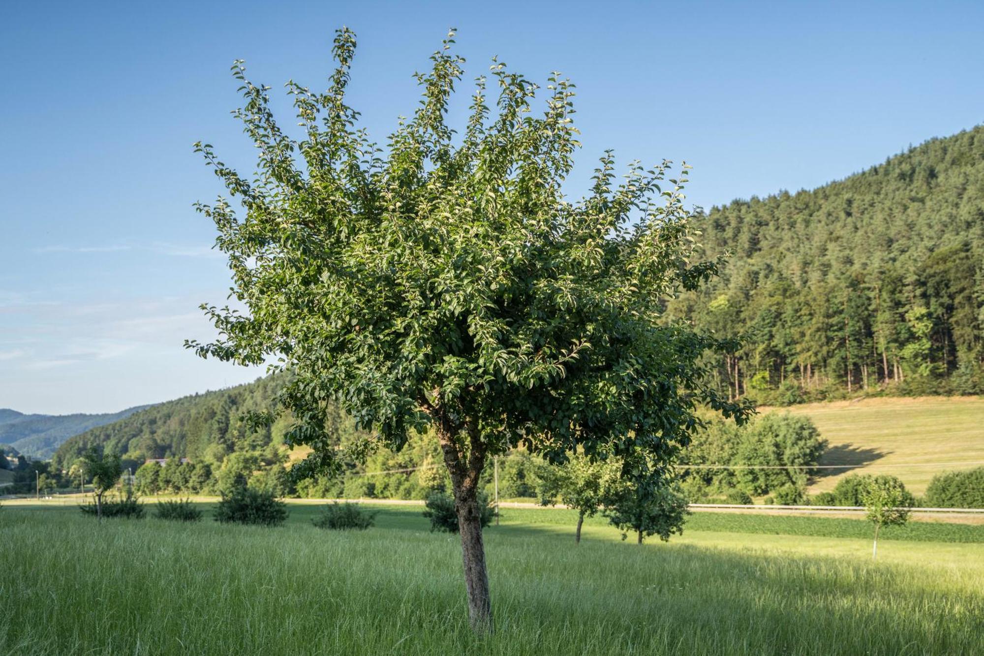 Ferienwohnung Ohnemus Schuttertal Экстерьер фото